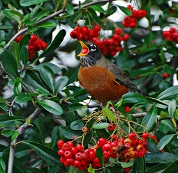 robin singing among berries